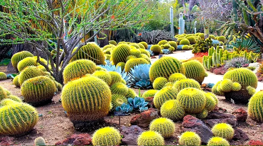 Cactus Garden